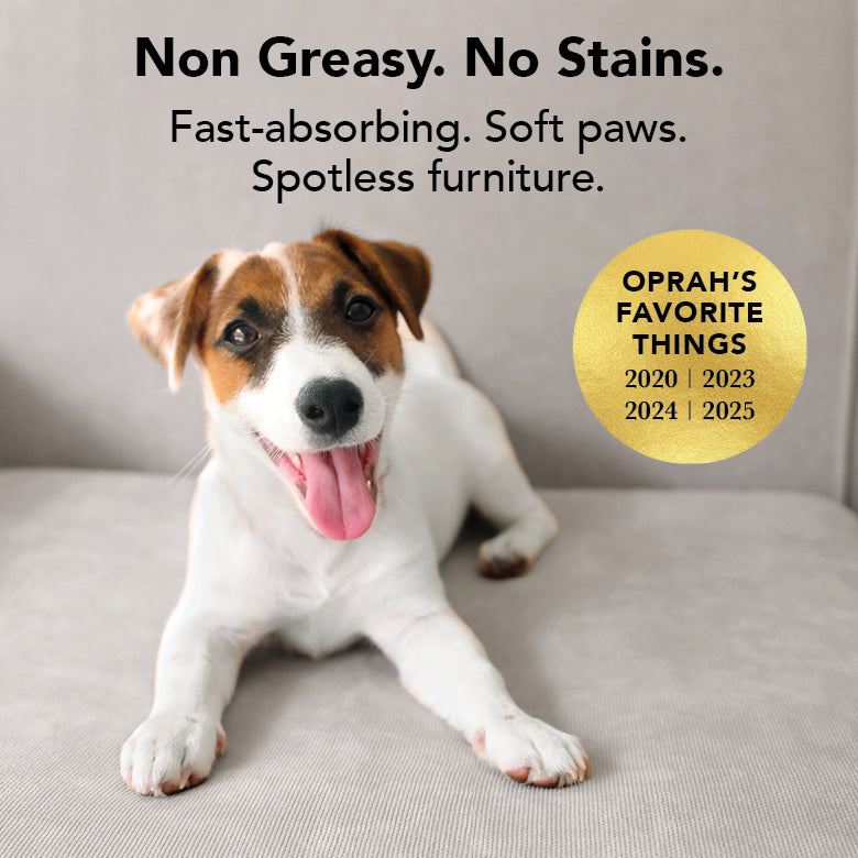 Orange-and-white dog resting on a sofa, paw-care balm theme