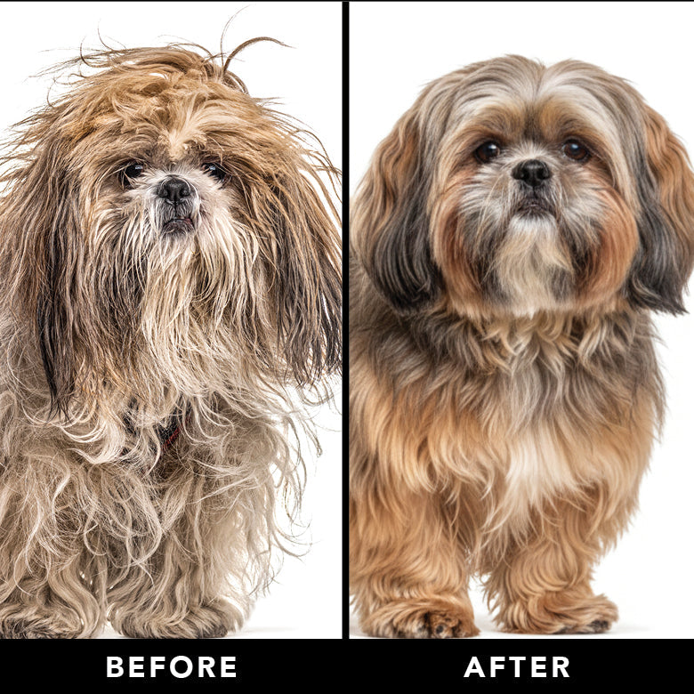 Two Yorkshire terriers showing before and after coat texture, for brighter fur