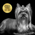 Groomed small dog with long silver-gray coat, looking fresh and tangle-free.