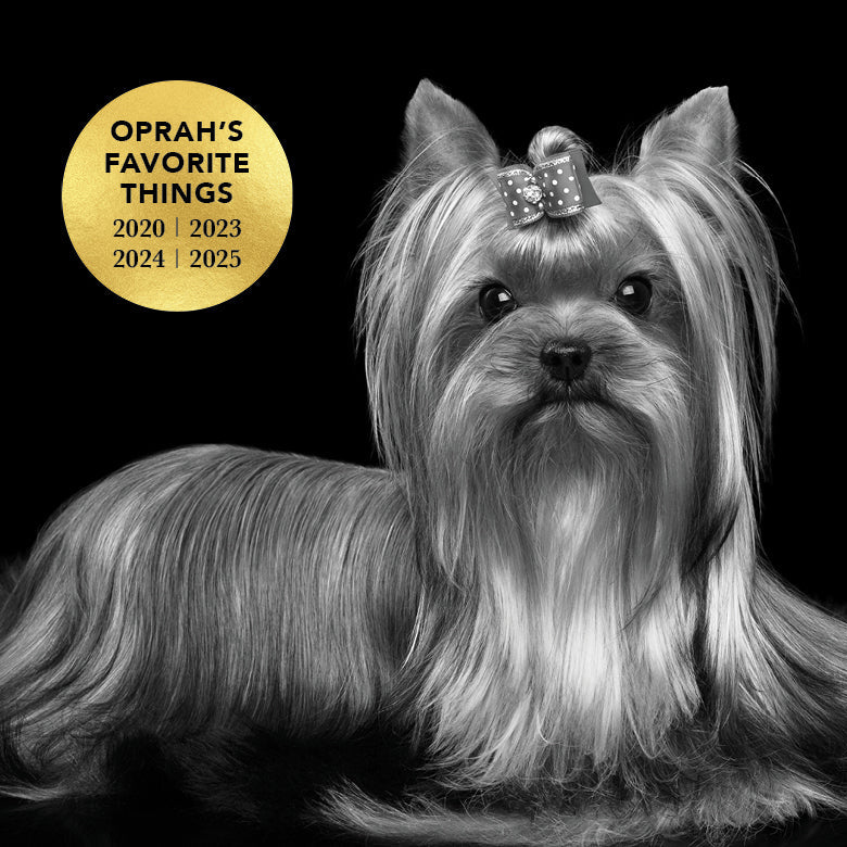 Groomed small dog with long silver-gray coat, looking fresh and tangle-free.