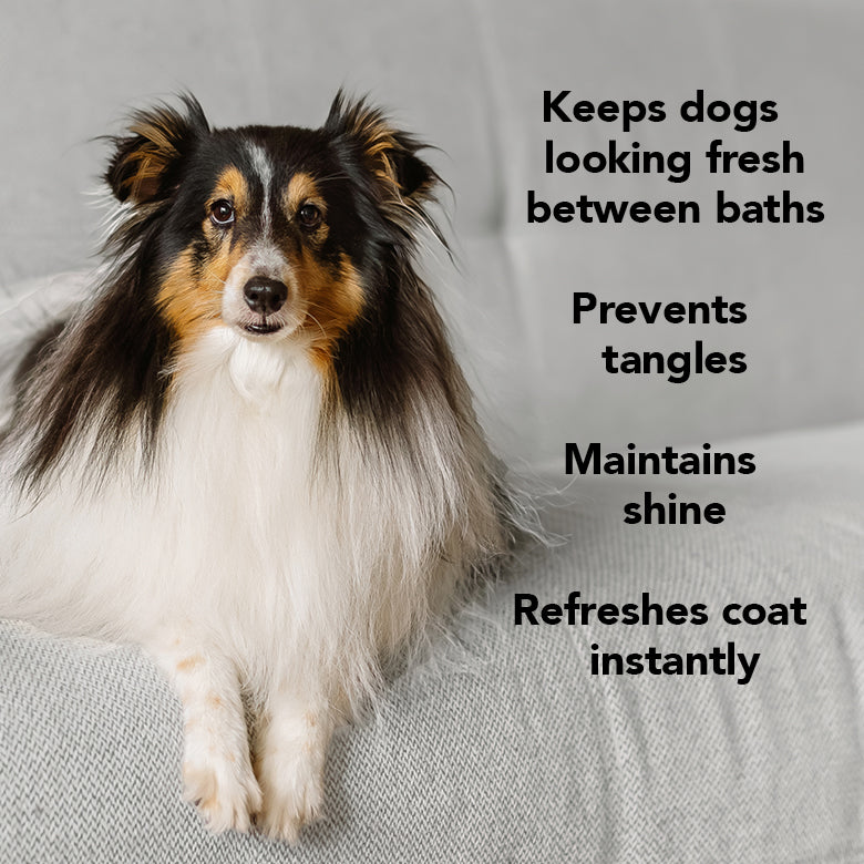 Sheltie dog with freshly groomed coat, helping prevent tangles and maintain shine.