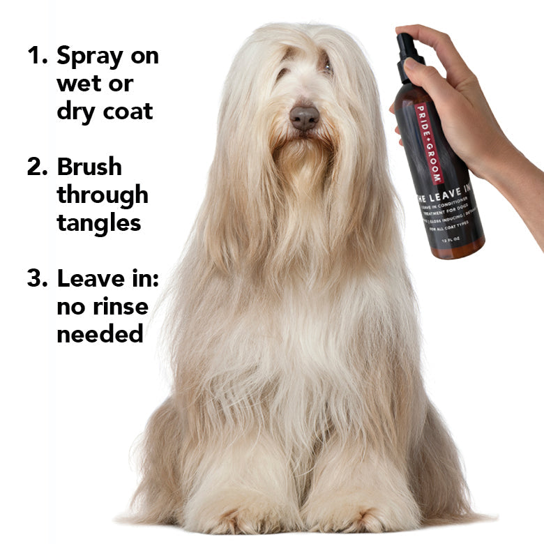 White dog with grooming steps shown; spray bottle held for leave-in use.