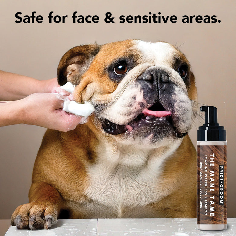 Waterless shampoo pump bottle beside a bulldog while foam is applied near the face.