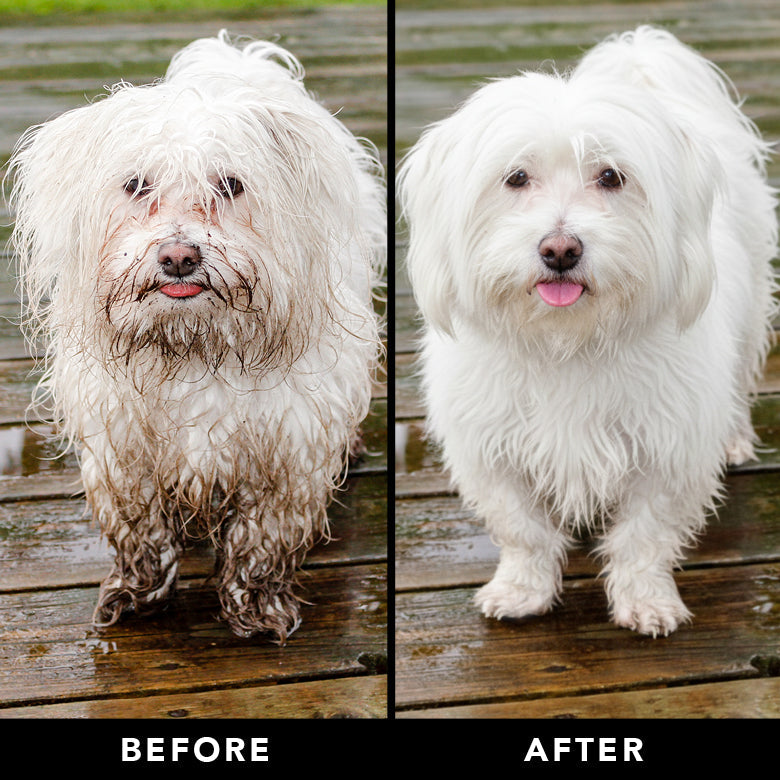 Before-and-after photos of white dogs with fluffy coats