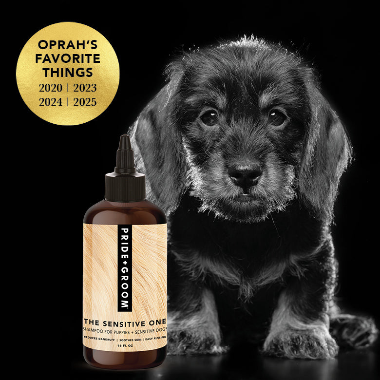 Dog shampoo bottle beside black-and-gray dog portrait