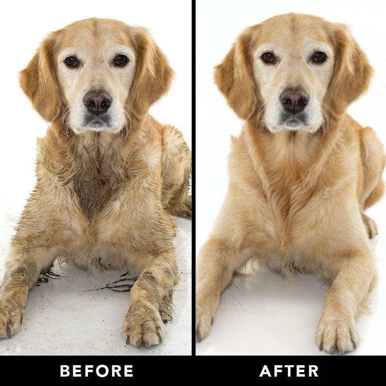 Golden dog with grooming results labeled before and after