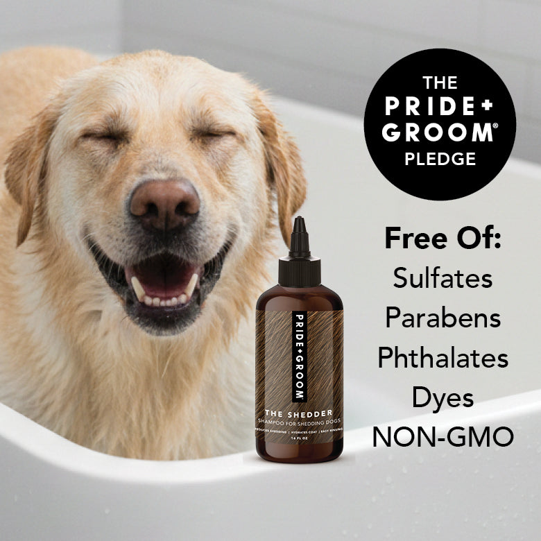 Dog face with small dog shedding shampoo bottle, dark amber brown liquid