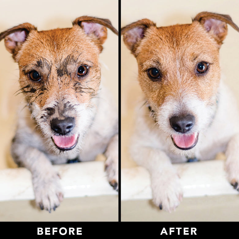 Dog face before-and-after cleaning with a wipe