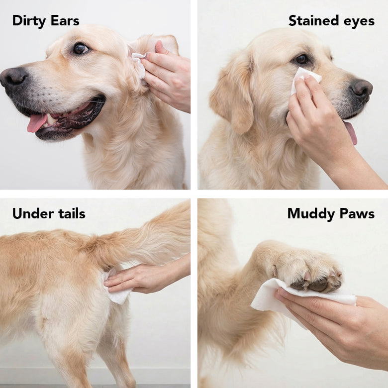 Dog grooming wipes shown wiping a dog’s face, ears, and muddy paws