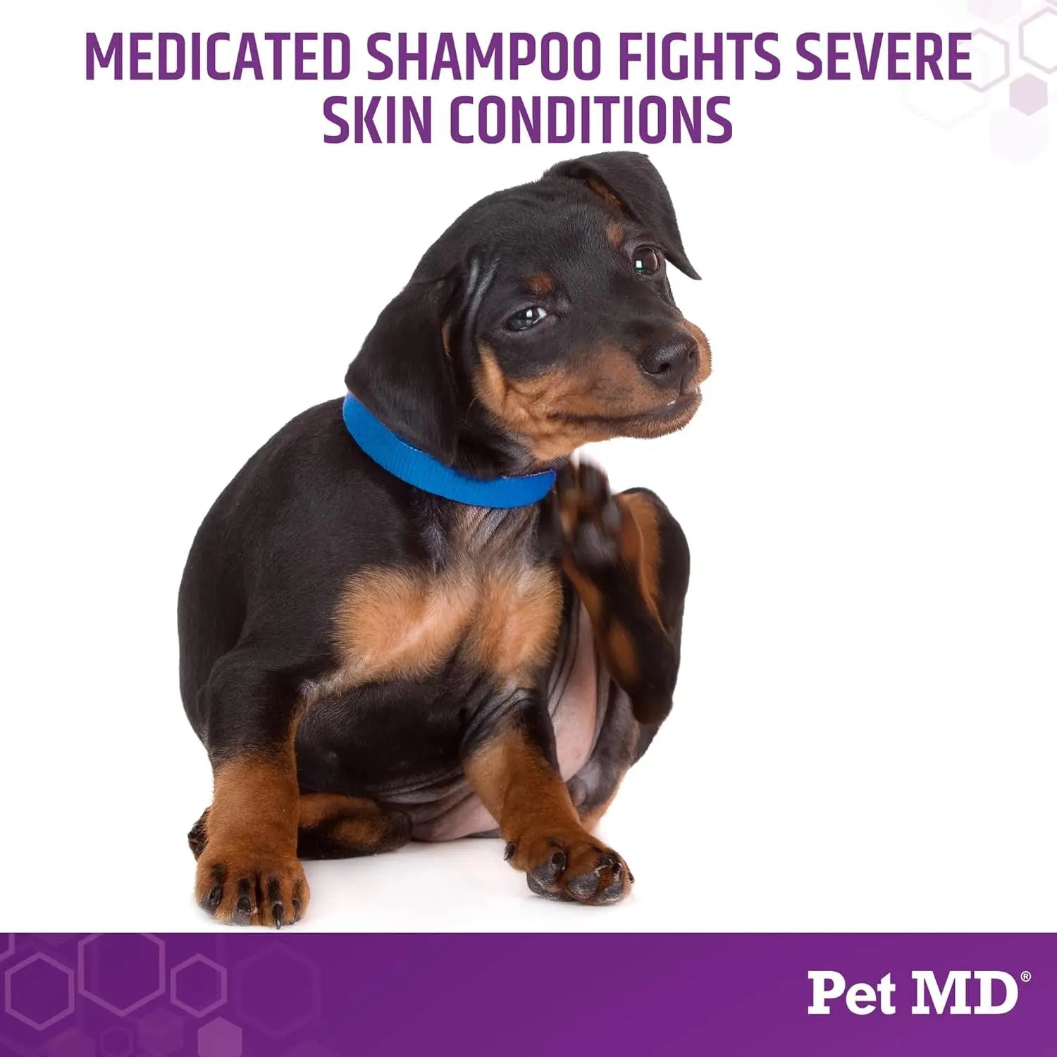 Rottweiler puppy with blue collar; medicated Micoseb-CX shampoo promo