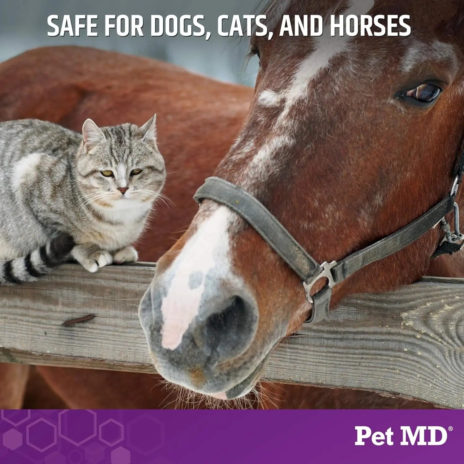 Grey cat and brown horse on blanket; Micoseb-CX medicated shampoo promo