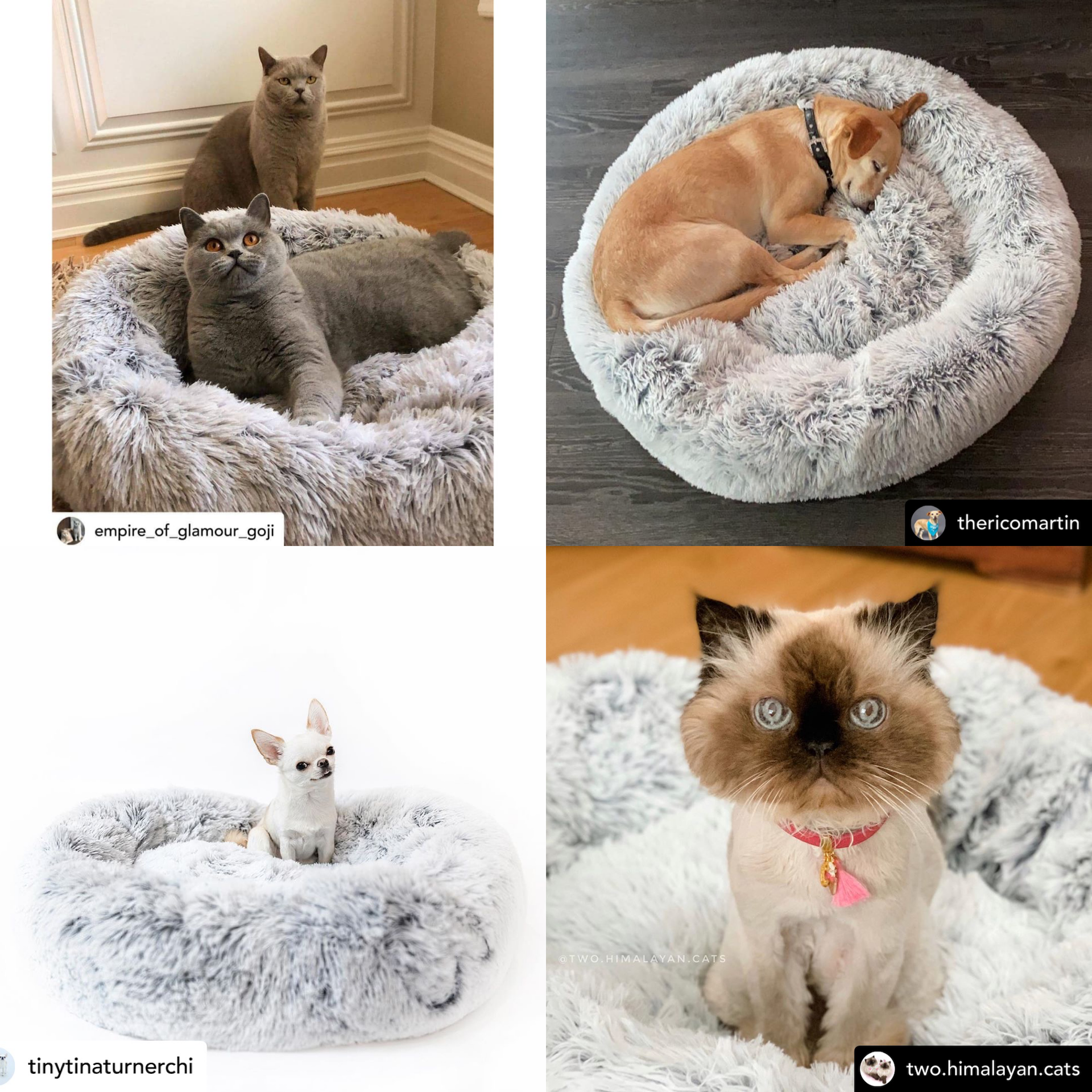 Round two-tone plush pet bed with bolstered rim, cats curled inside