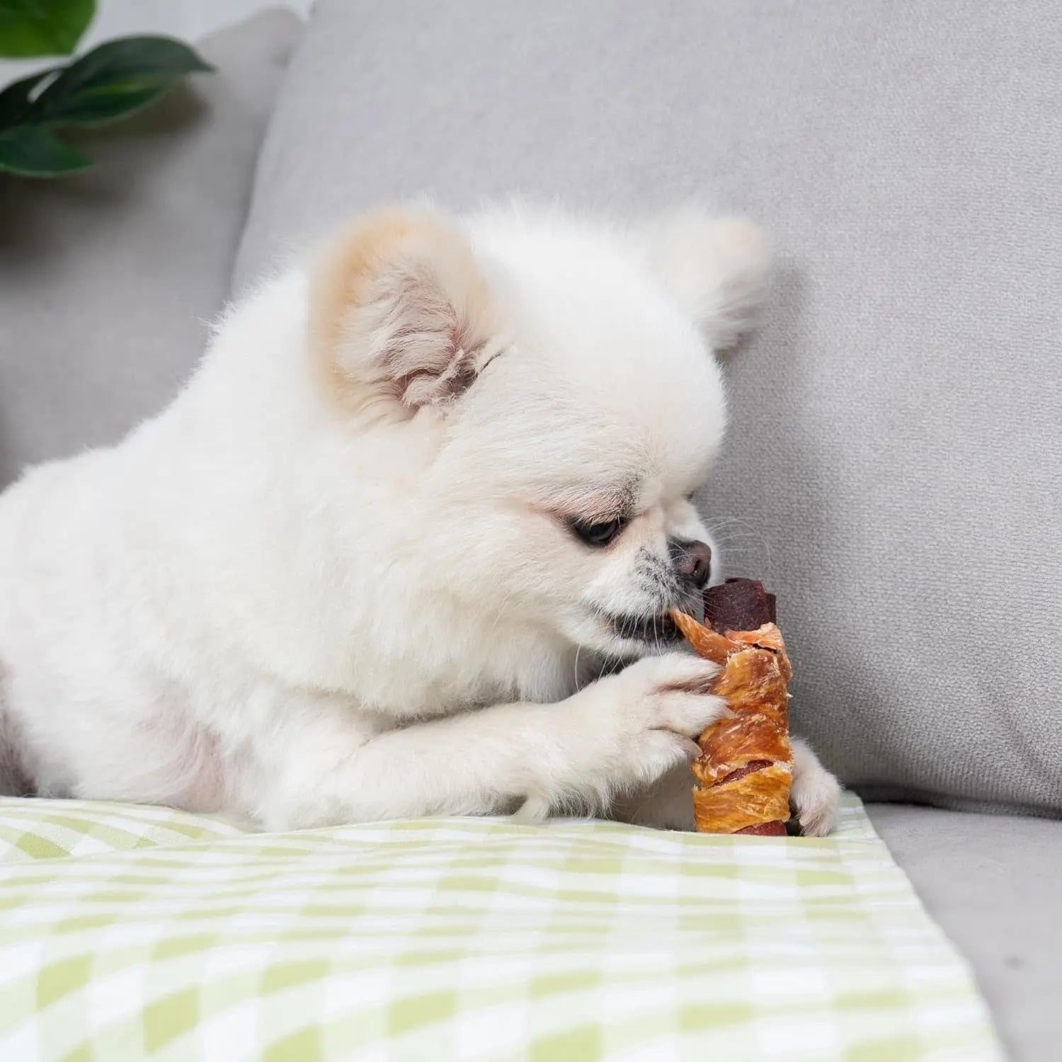 White dog eating an amber rolled dog treat with red spiral