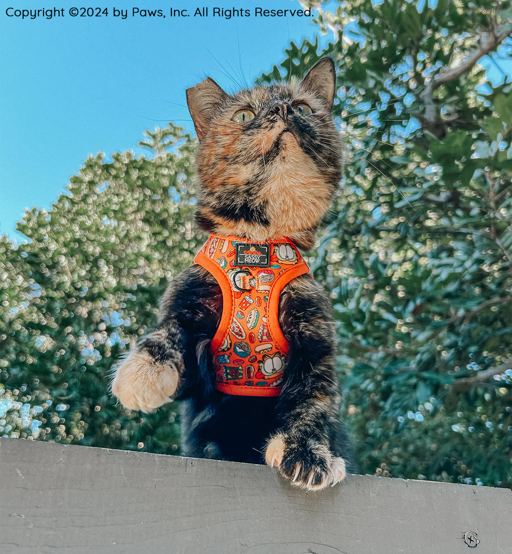 Orange Garfield™️ step-in cat harness on tabby cat, with character print and gray padded sides