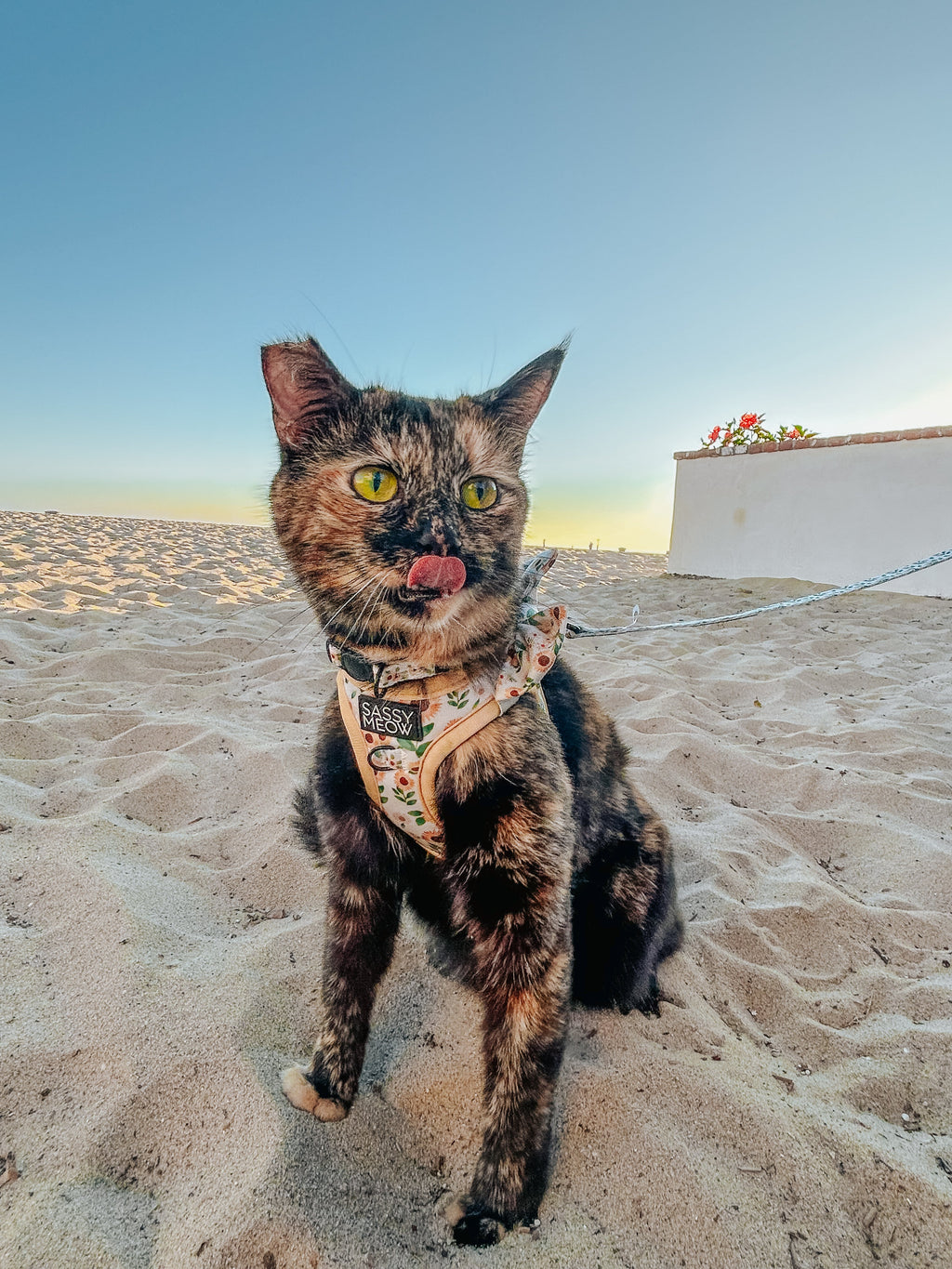 Sunflower cat step-in harness with yellow straps and Sassy Meow patch on chest