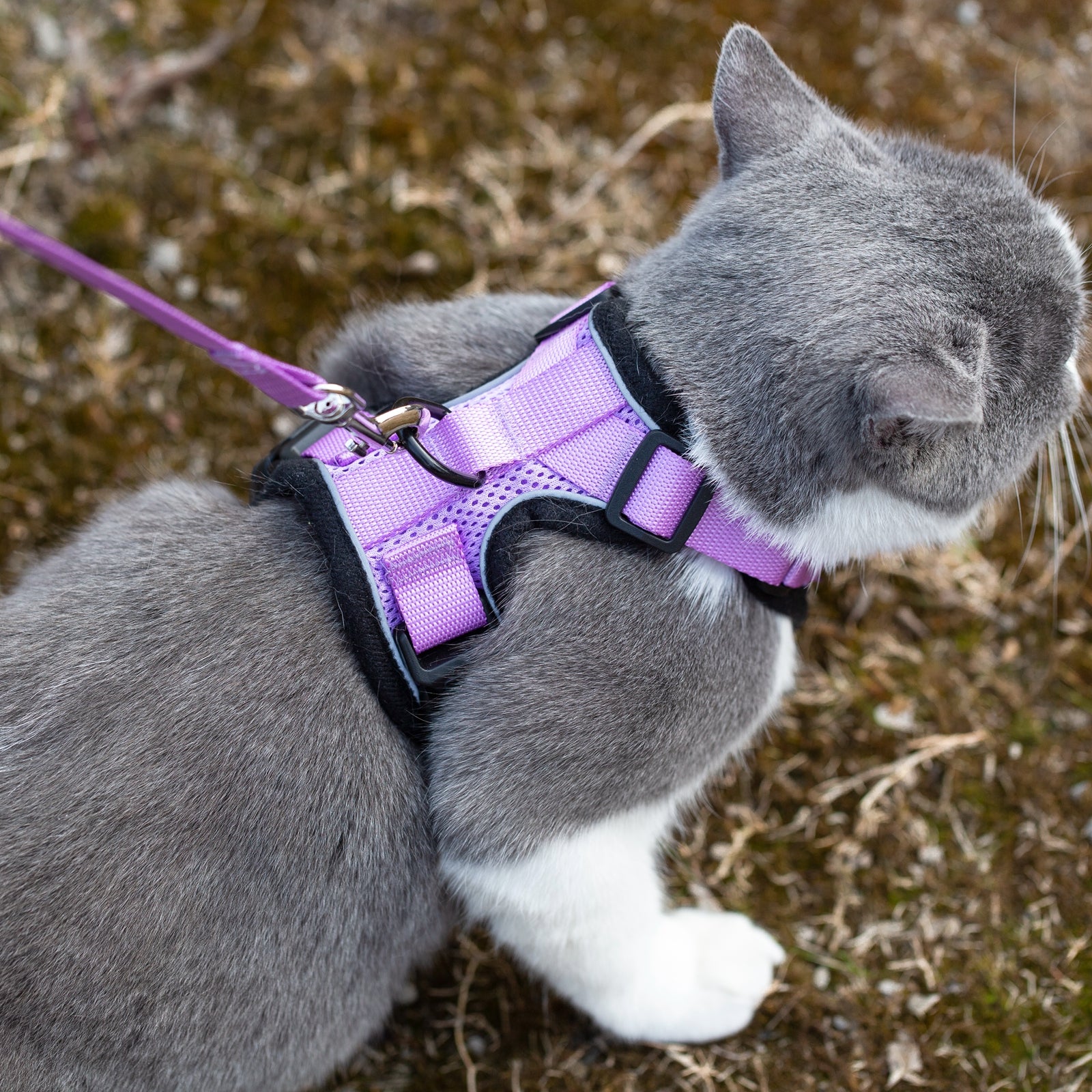 Purple lilac cat harness with leash on gray-and-white kitten, side view