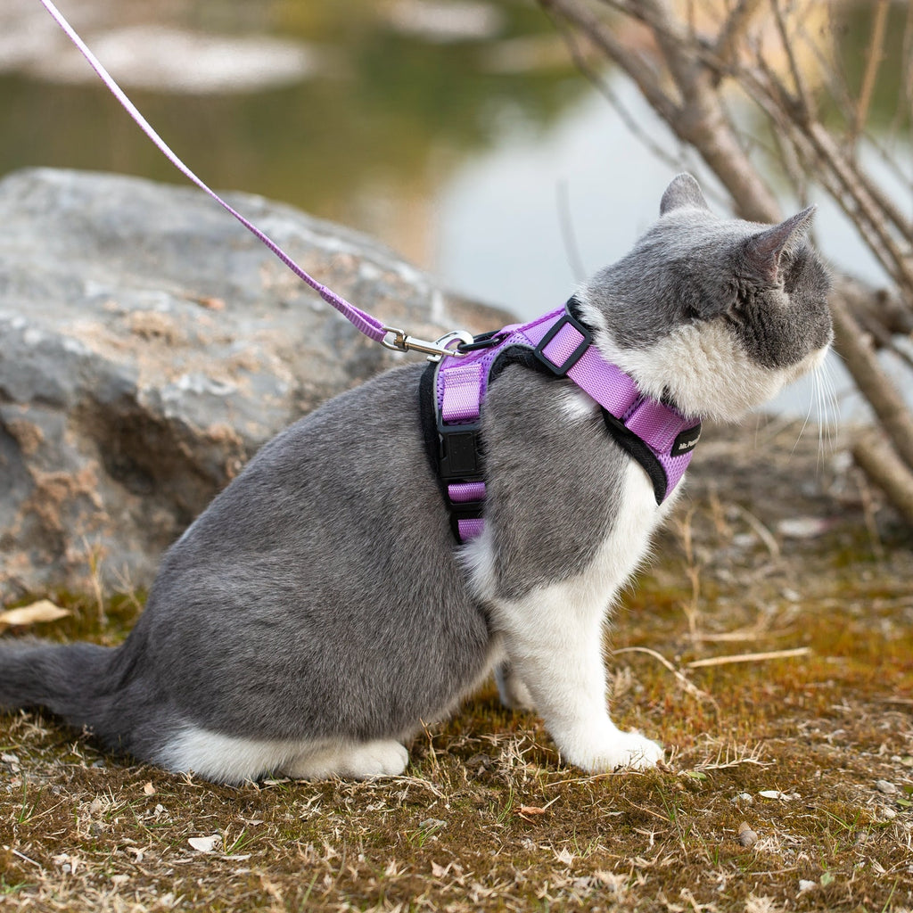 Lilac reflective cat harness with matching leash, worn on gray-and-white cat outdoors