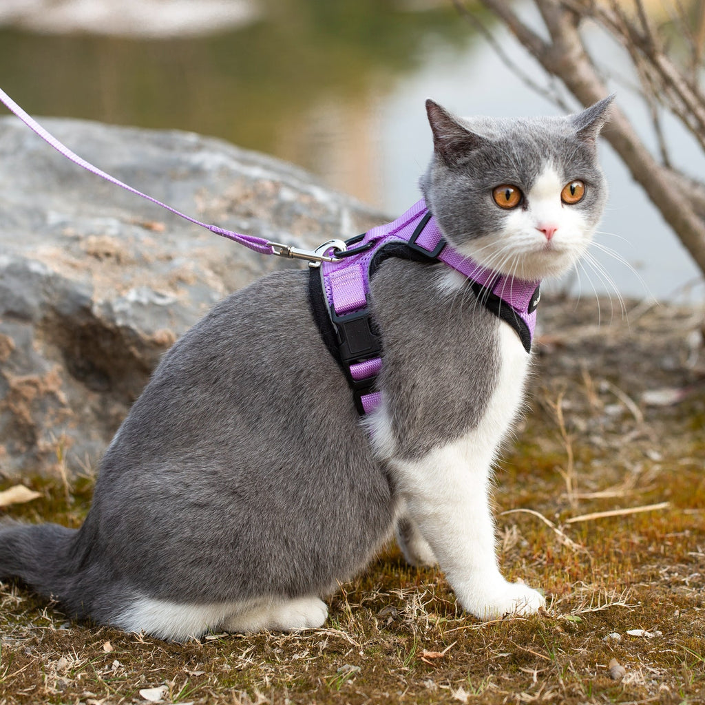 Lilac reflective cat harness with matching leash on gray-and-white cat, front view
