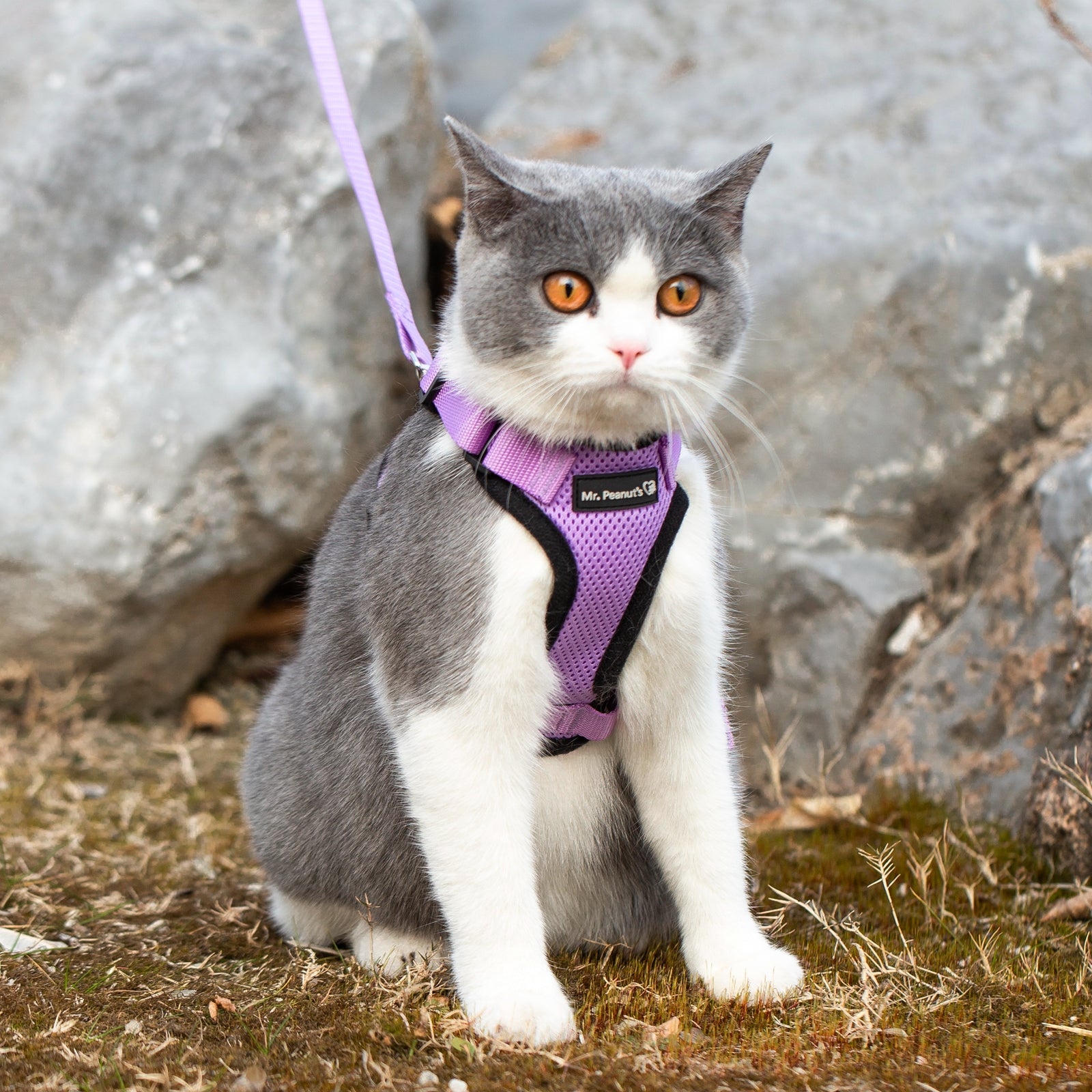 Lilac reflective cat harness with matching leash, on a gray-and-white cat outdoors