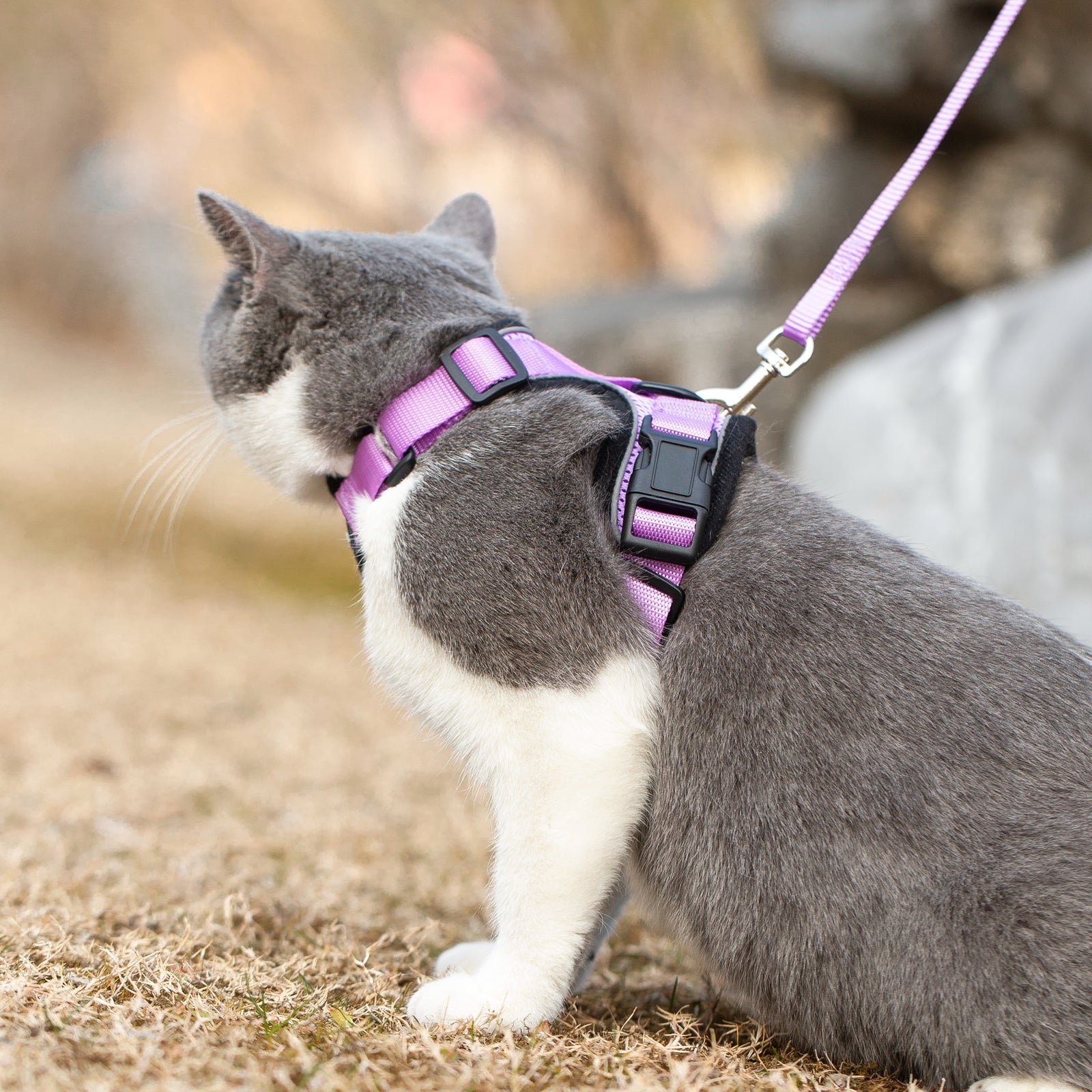 Lilac reflective cat harness and leash on gray-and-white cat, side view