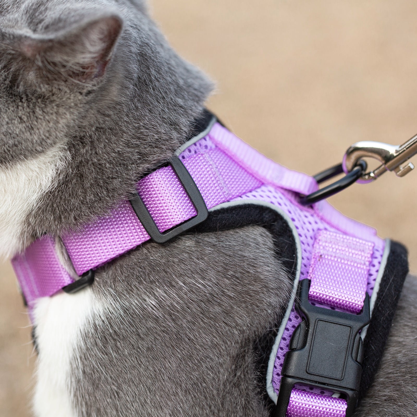 Close-up of lilac reflective cat harness straps and leash clip on gray fur