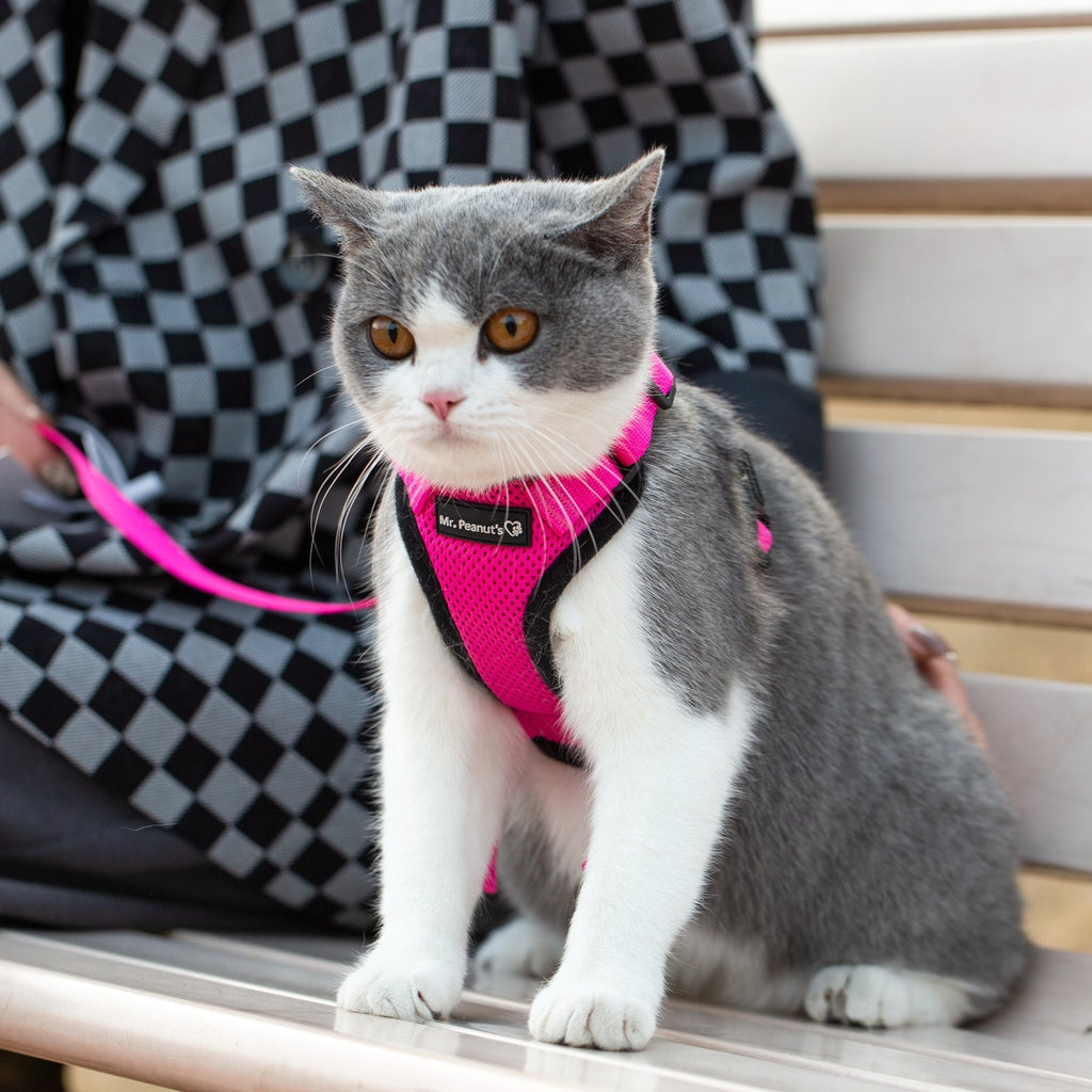 Pink cat harness with leash on gray-and-white kitten, seated