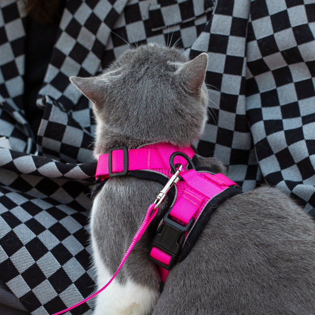 Pink harness and leash on gray-and-white cat, close-up from the back
