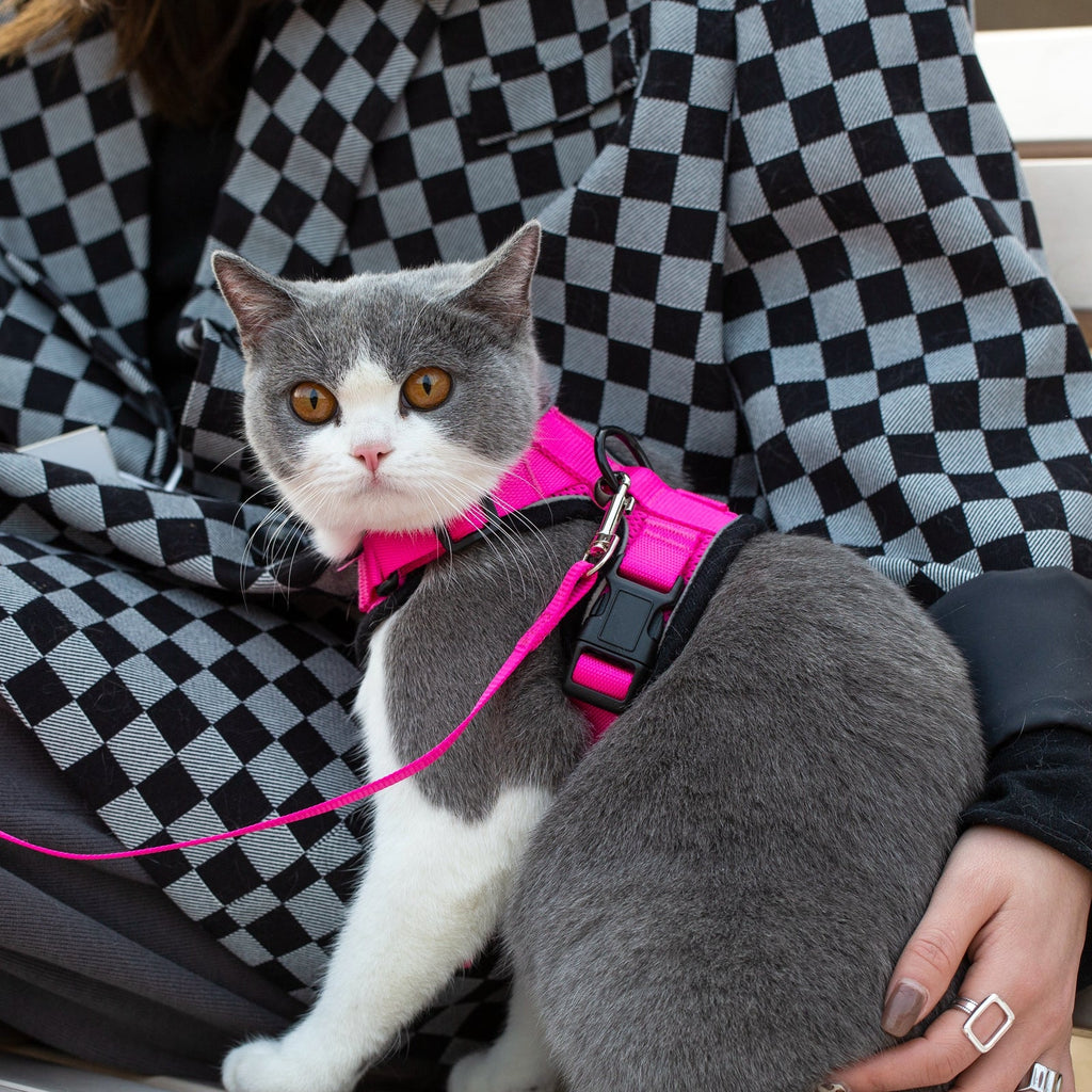 Pink cat harness with leash attached, on a gray-and-white cat held on a cushioned seat