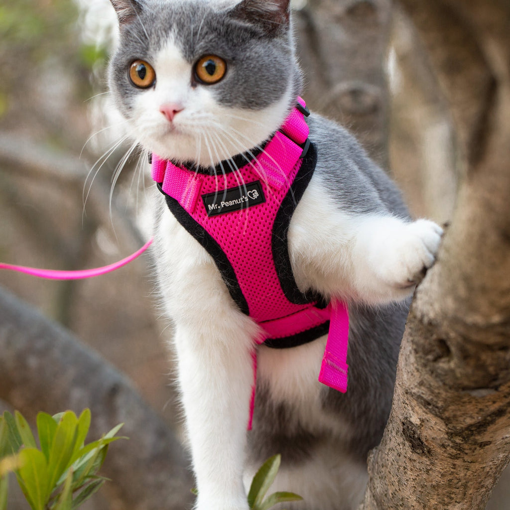 Pink cat harness with leash on gray-and-white kitten, looking at camera