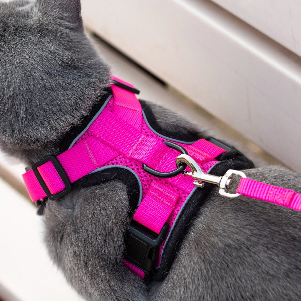 Pink cat harness with metal leash clasp and buckles, close-up on gray fur