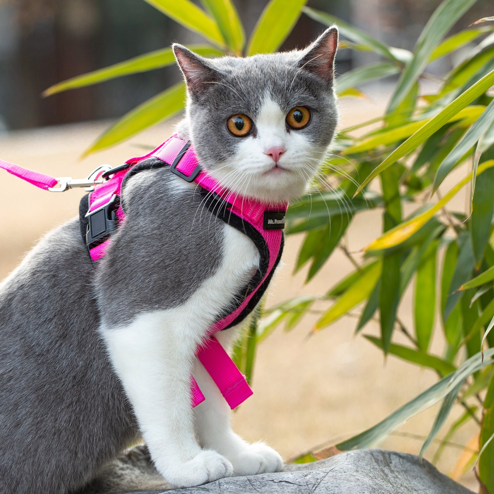 Pink cat harness with leash on gray-and-white cat near plants, outdoors