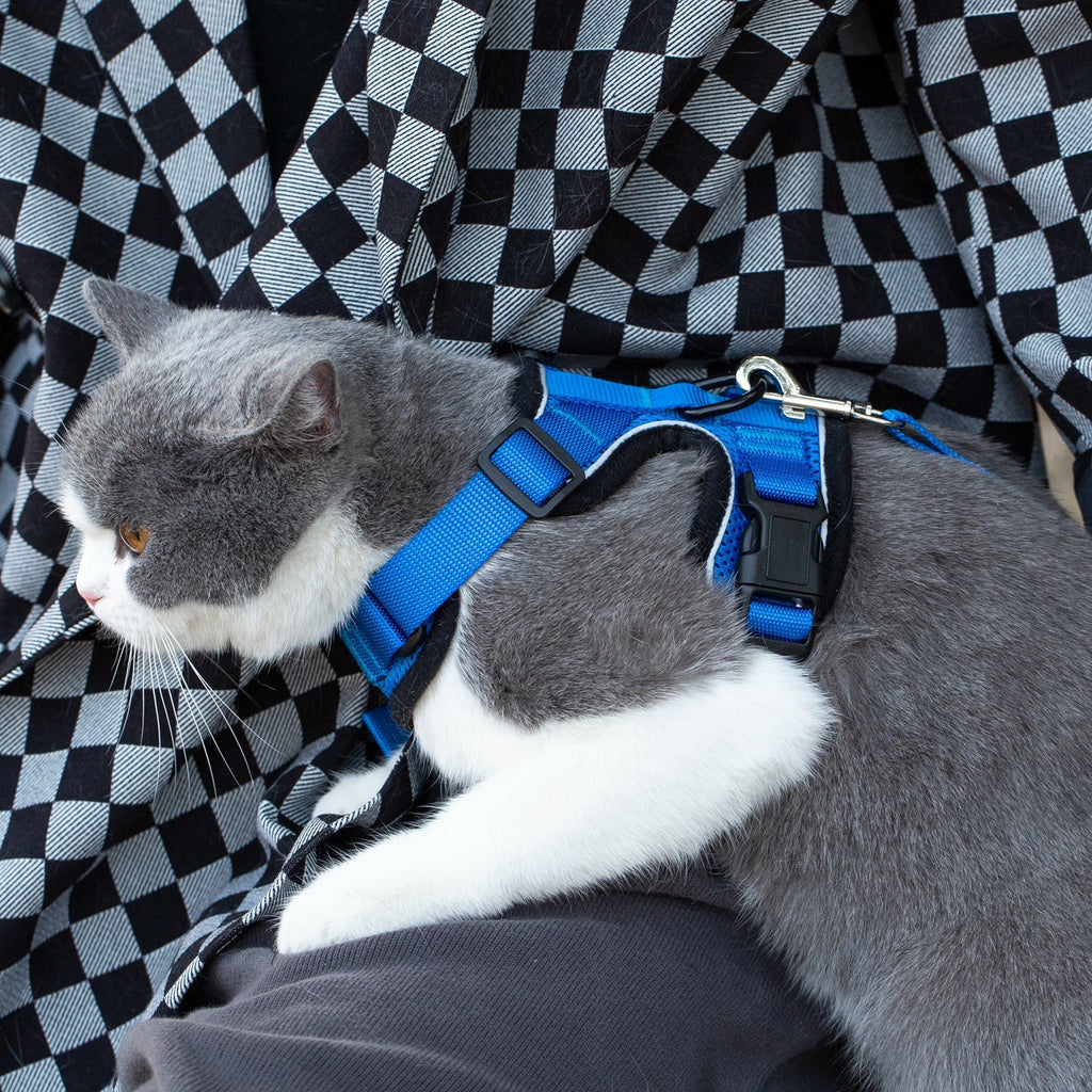 Blue cat harness on gray-and-white tabby kitten, with matching leash clips