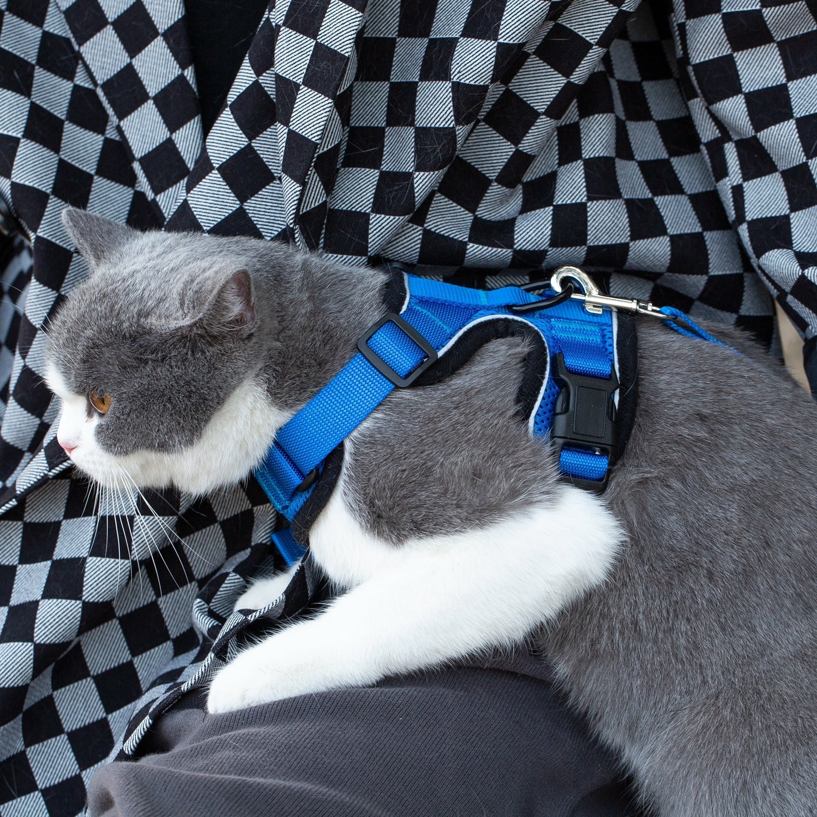 Blue cat harness on gray-and-white tabby kitten, with matching leash clips