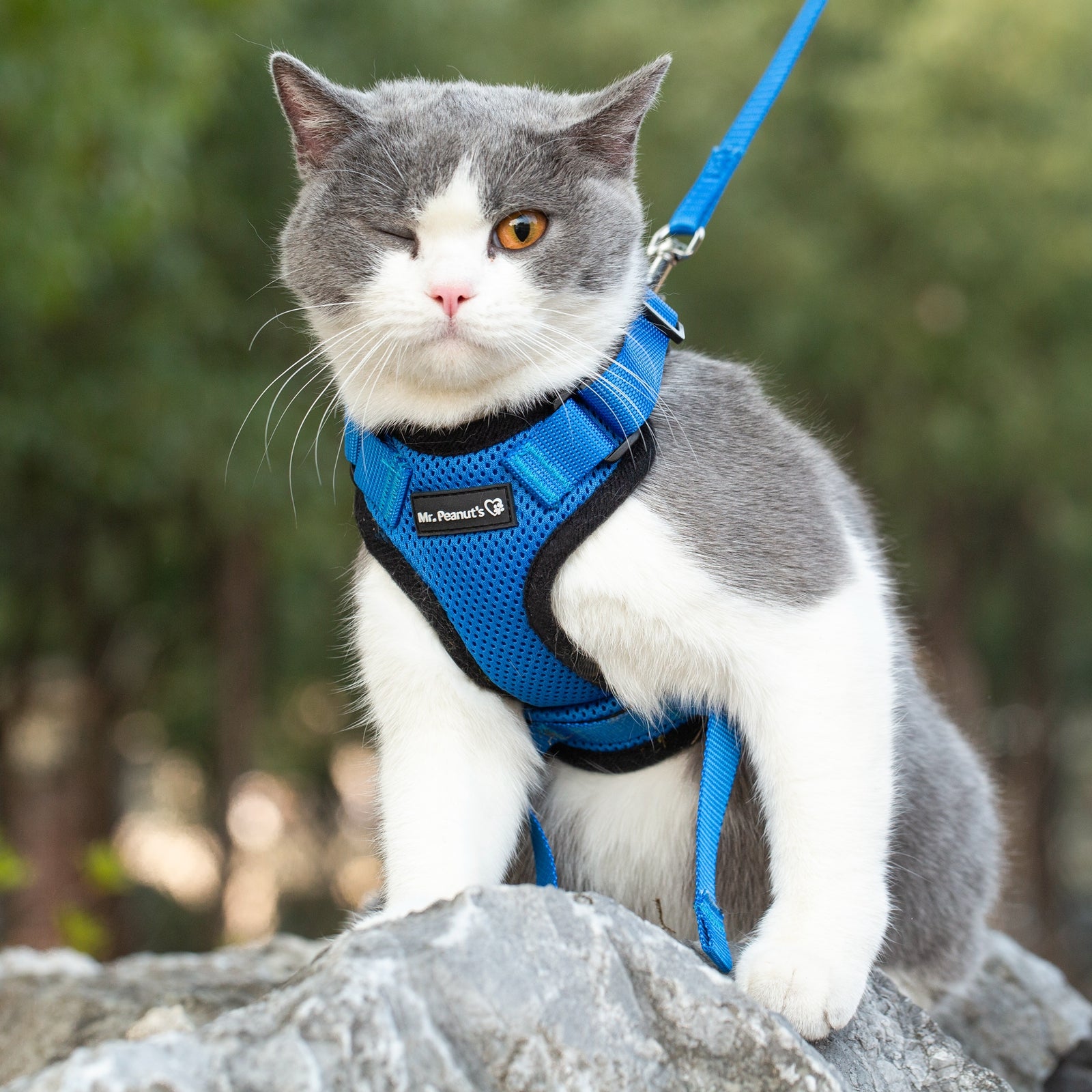 Gray-and-white cat wearing blue adjustable harness with leash, outdoors