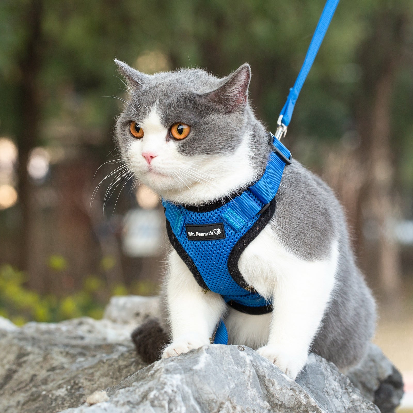 Blue cat harness with leash on gray-and-white kitten, sitting on a rock