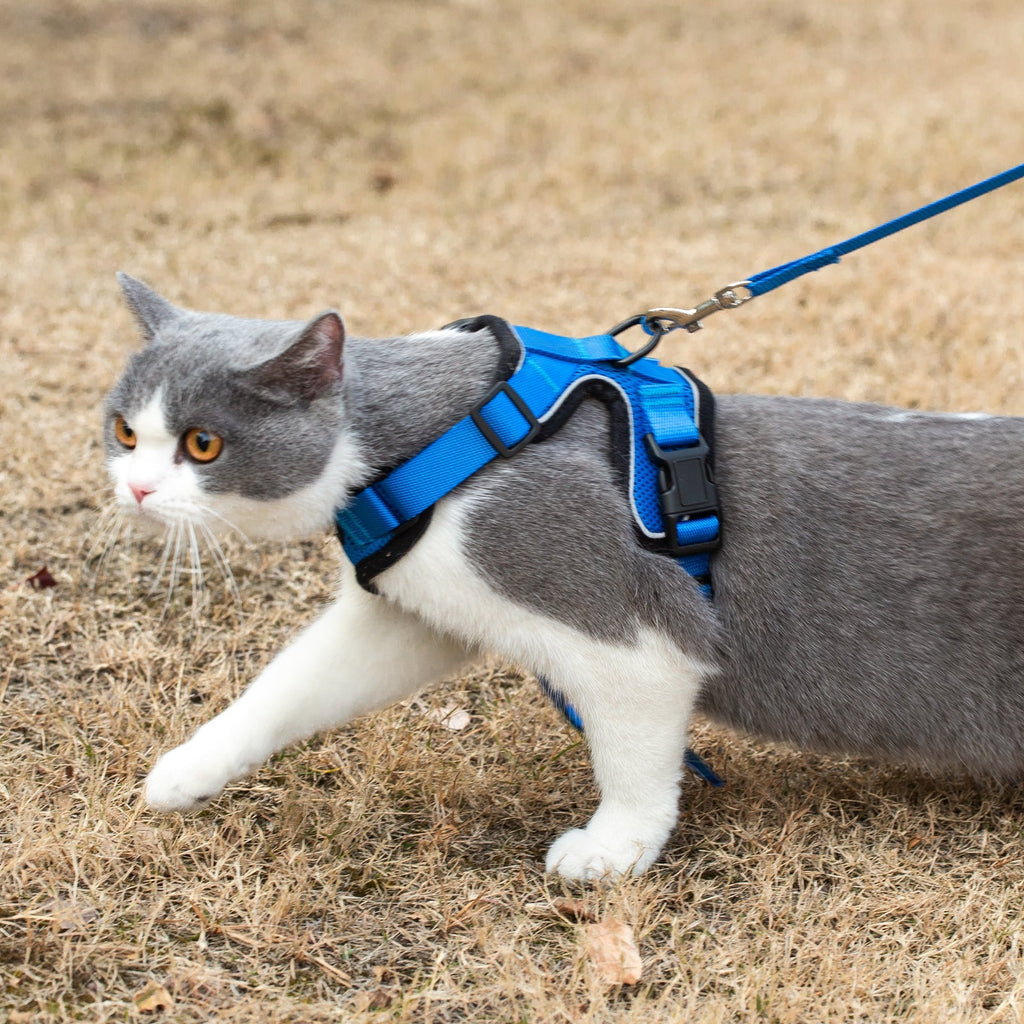 Gray-and-white cat in blue harness and leash, walking on dry grass