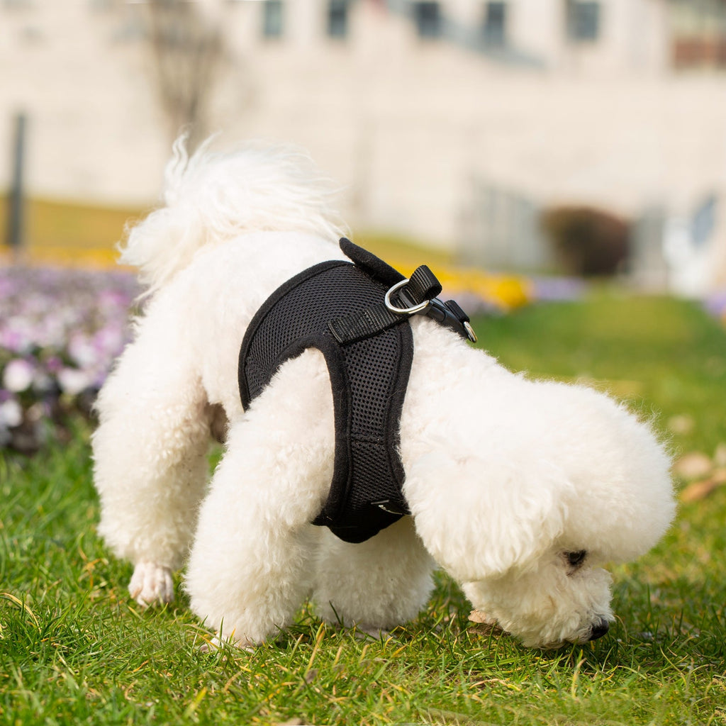 Black soft mesh pet harness with hook-and-loop adjustments on a small dog