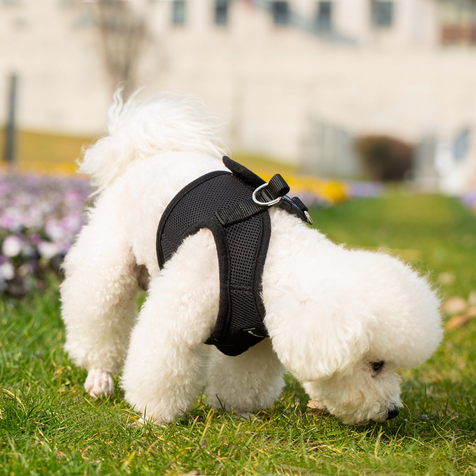 Black soft mesh pet harness with hook-and-loop adjustments on a small dog