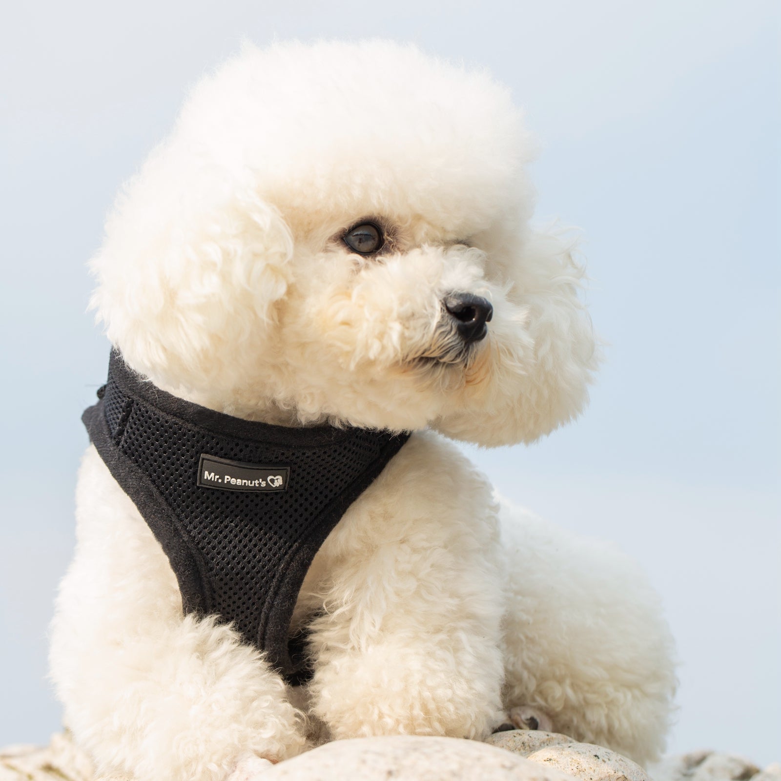 Black soft mesh pet harness with adjustable neck and chest straps, comfortable padded lining