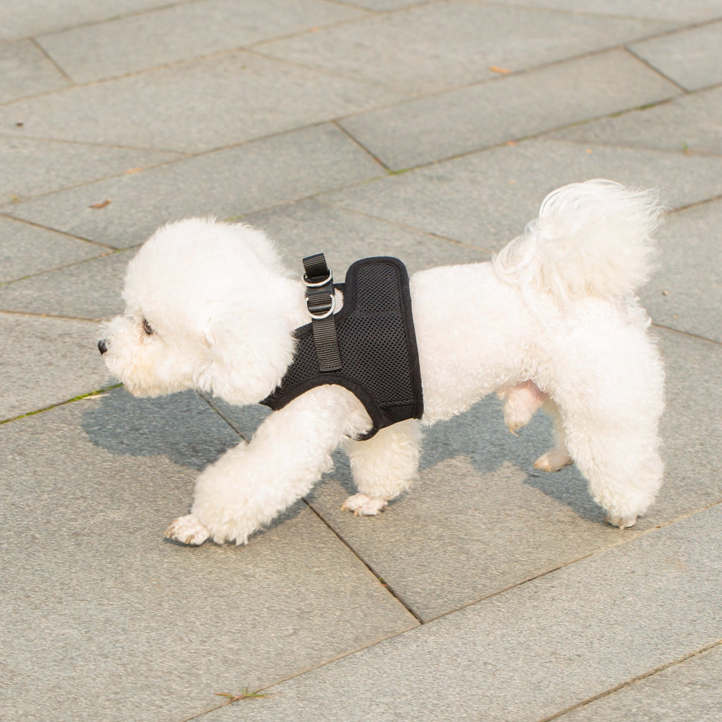 Black breathable mesh pet harness with adjustable straps for small dogs