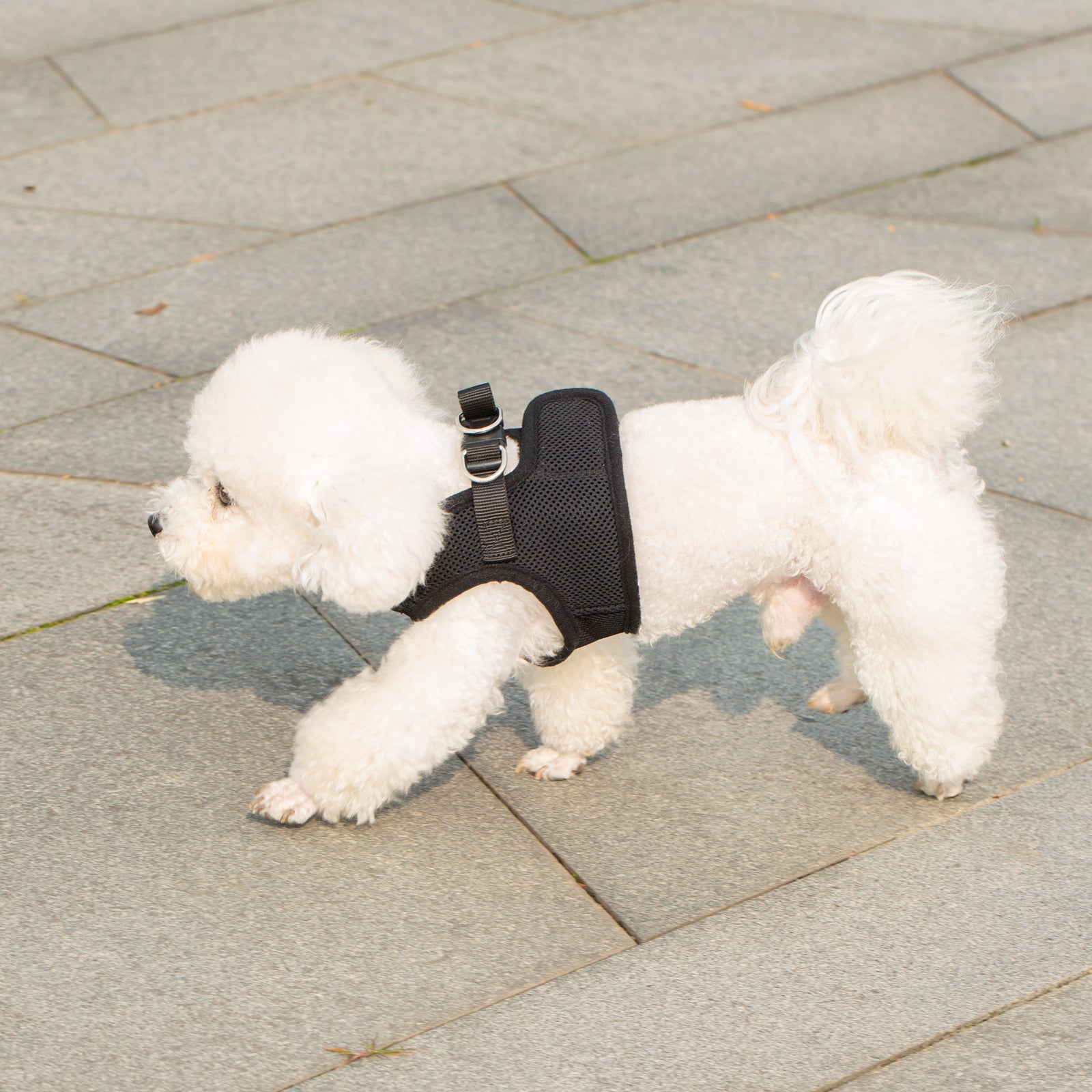 Black breathable mesh pet harness with adjustable straps for small dogs