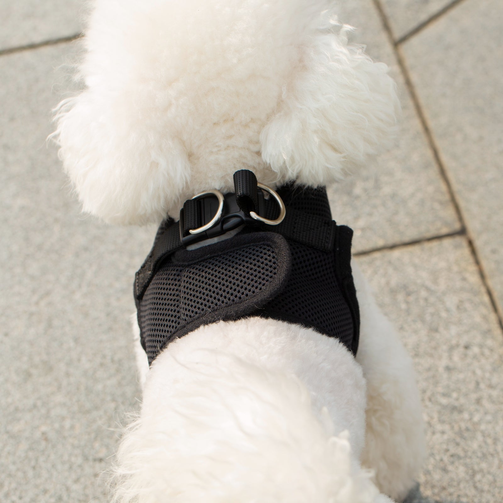Black mesh dog harness with adjustable straps and metal D-ring on white dog