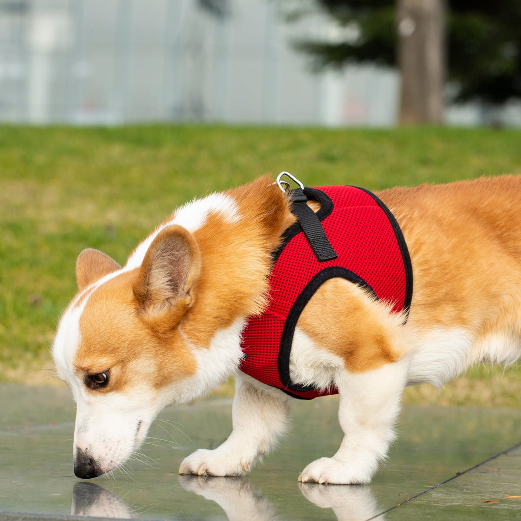Red breathable mesh dog harness with black trim, adjustable strap and D-ring