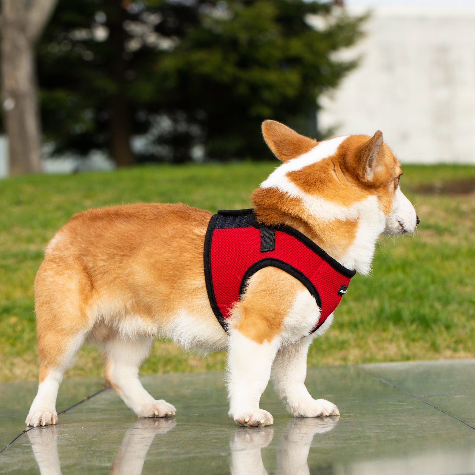 Red mesh pet harness on dog with black edge straps and front ring attachment