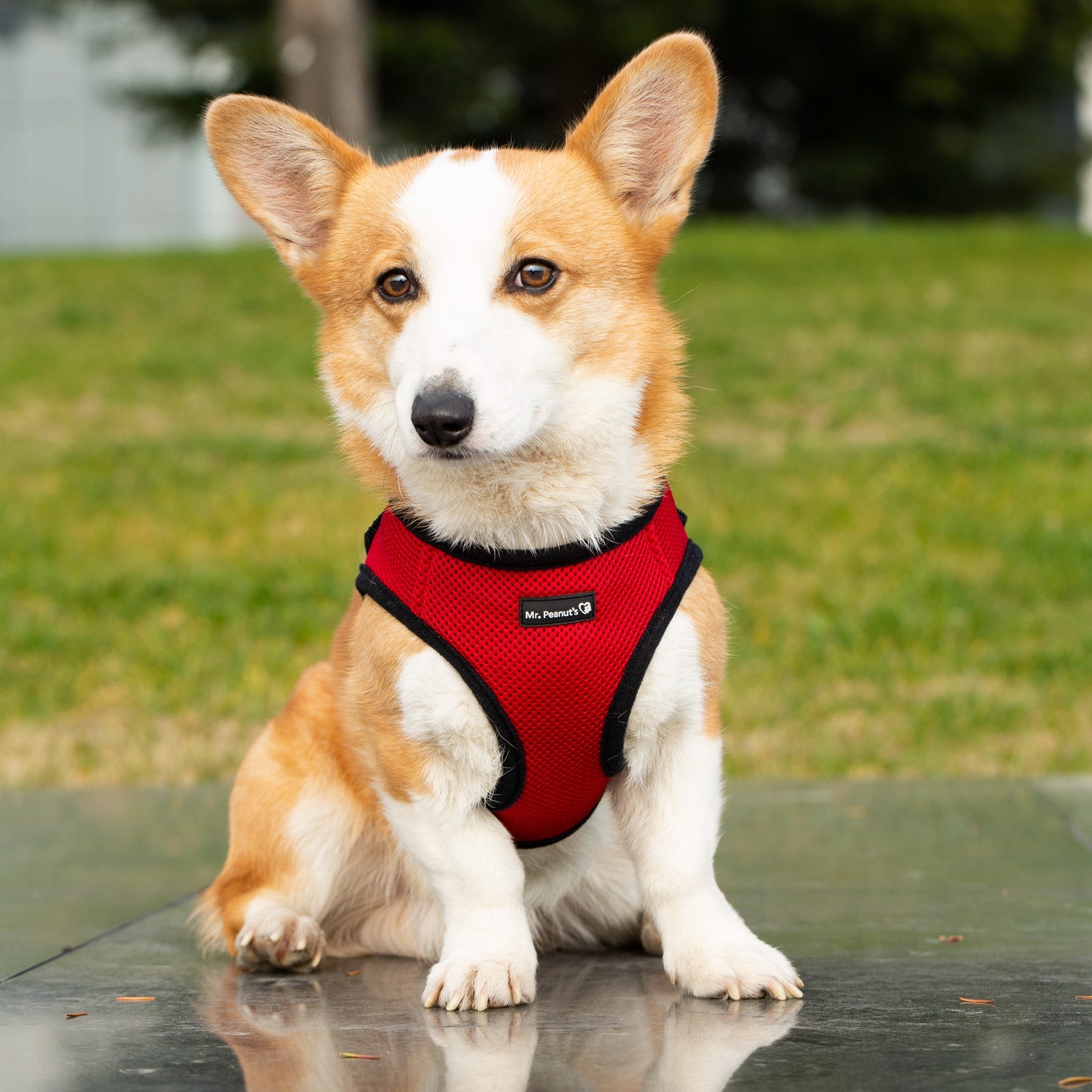 Red soft mesh pet harness with adjustable straps and leash attachment rings