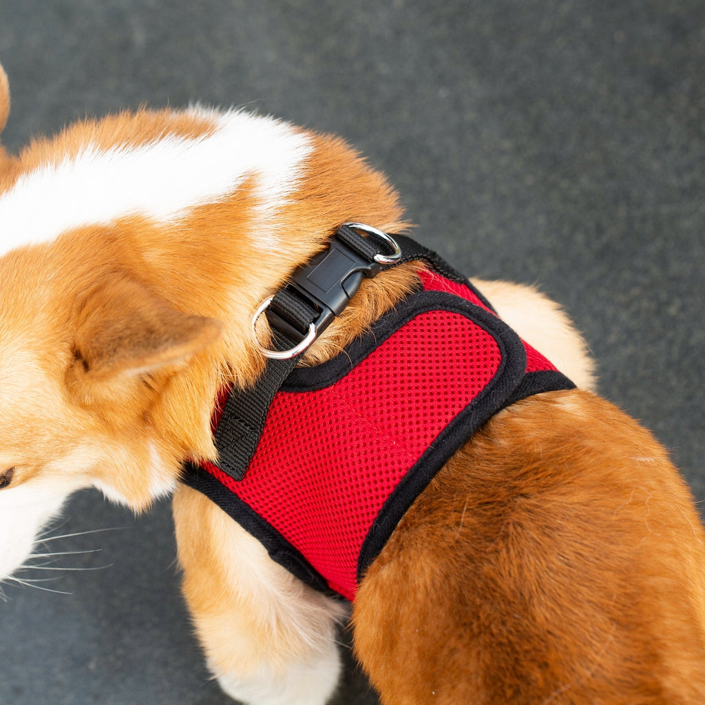 Close-up red mesh harness panel with black straps and metal ring on dog