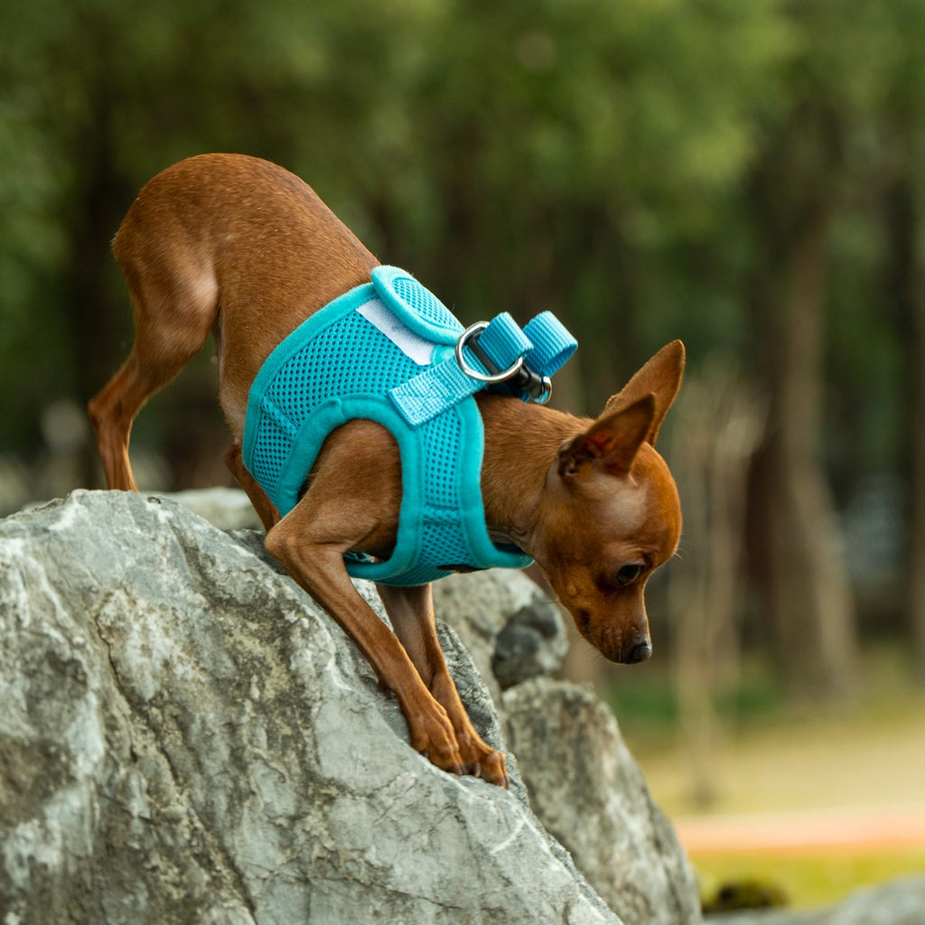 Teal soft mesh pet harness with sturdy metal D-ring and adjustable strap closures