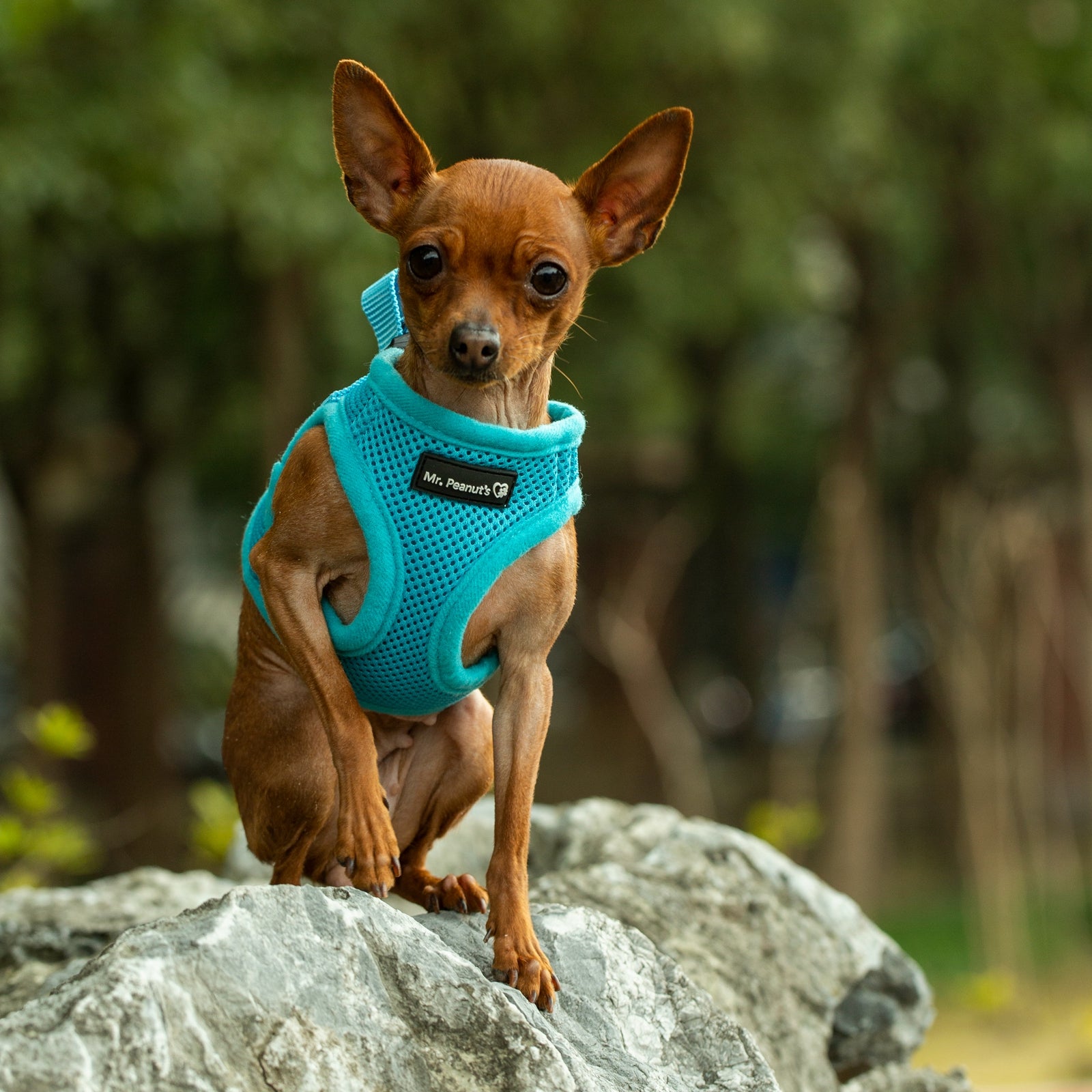 Teal soft mesh pet harness with front opening and adjustable straps, choke-free design