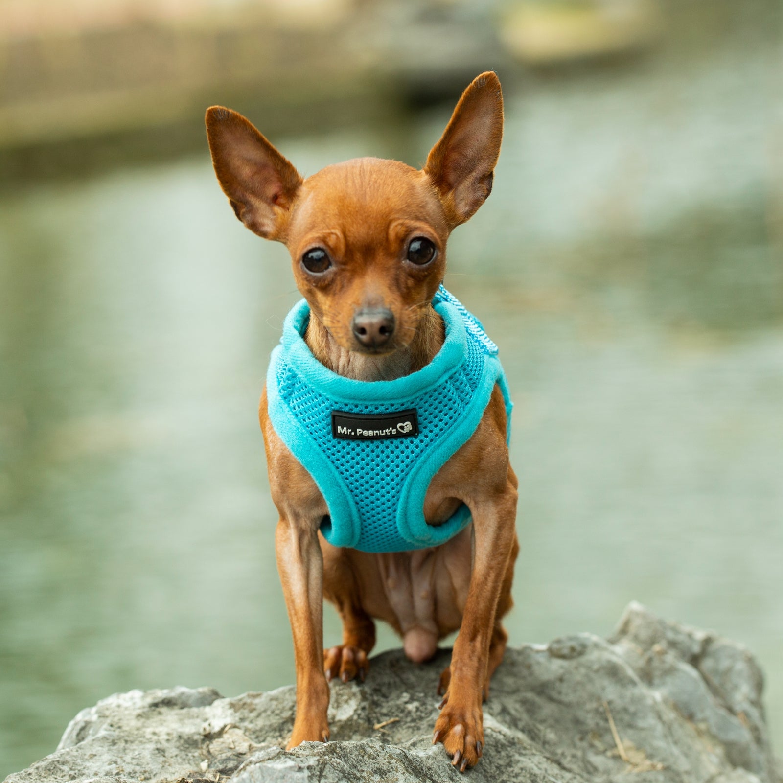Turquoise soft mesh pet harness with front padding and adjustable chest straps