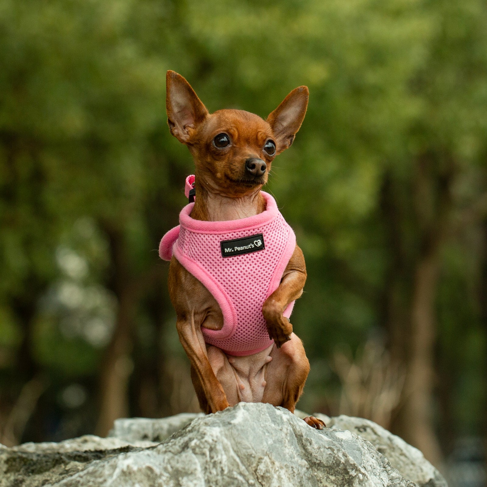 Pink soft mesh pet harness with front padding and adjustable neck strap